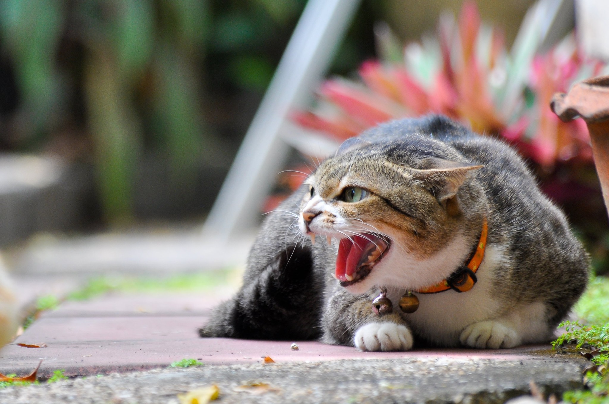 Angry Cat - Matamata Veterinary Services